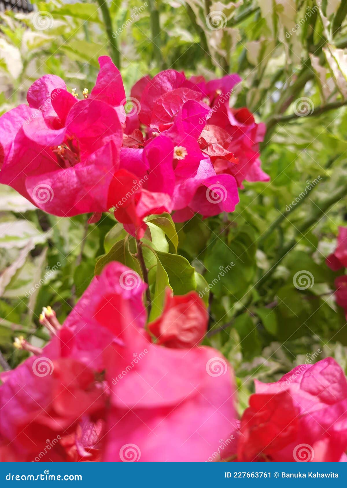 bougainvillea flower